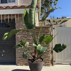 Birds Of Paradise Plant In Pot And Metal Roller. 