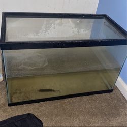 10 Gallon Tank