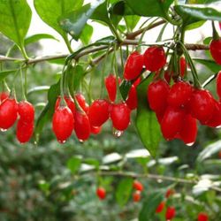 Wolfberry Berry Goji Berry Seedling Live Plant Tree (Lycium barbarum) - Lycium 1 Gallon 2ft Tall