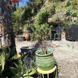 Crassula Techragona Succulent 