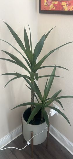 Decorative plant