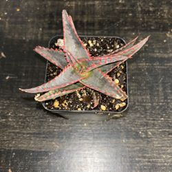 Succulents In 3in Pots Variety