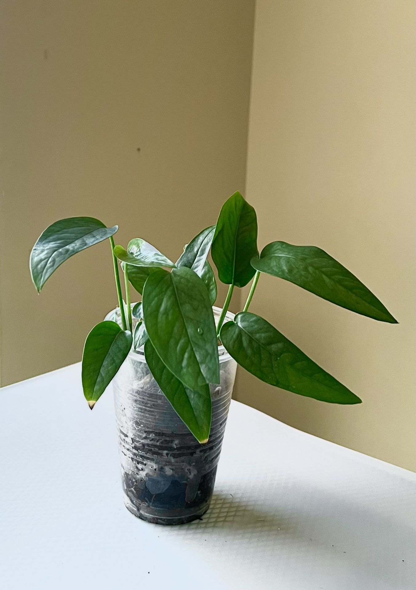 Cebu Blue Pothos