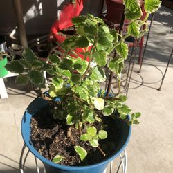 Colorful Coleus Plants