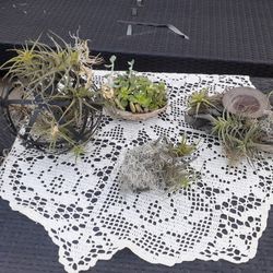 BOHO Farmhouse Real Thilandsia Air plant succulent centerpiece holiday table top decor Rustic