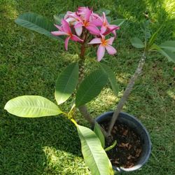 Potted Pink Plumeria-Blooming (8/10/26)