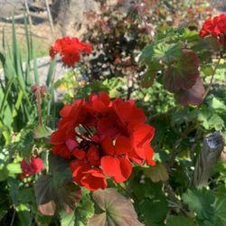 Geraniums Plants Flowers 