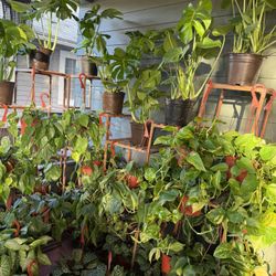 Tons Of Indoor Plants For $18 each Except For Monstera’s 