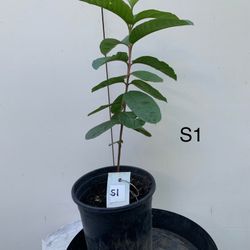 S1-S2-S4- White Thai Guava Tree