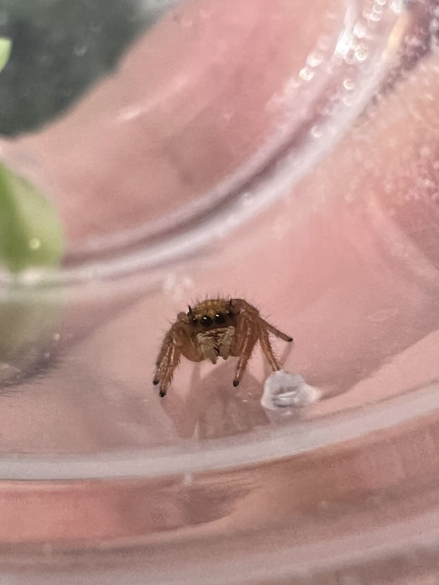 Jumping Spider Babies