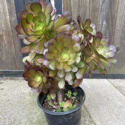 Aeonium Succulent 