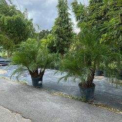 Rubeline Palm - 15gl