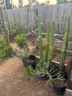 Cactus