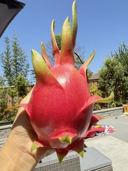 Organic White Meat Dragon Fruits