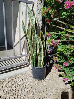 Snake Plant 