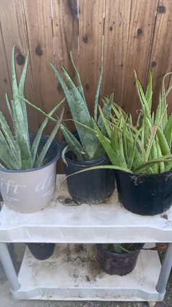 Aloe Vera’s