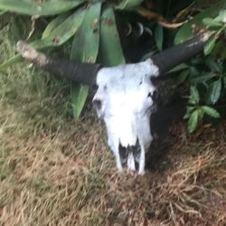 Hard To Get Real Bulls Skull With Horns
