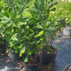 Beautiful Clusias Plants For Inmediate Privacy!!! 3-4 Feet Tall!! 