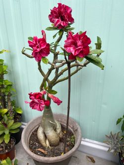 Rosa del desierto