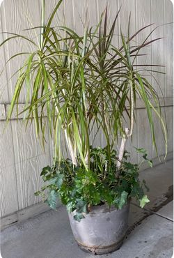 Bonita planta natural $30
