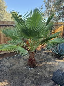 3 Foot Palm Fan Tree