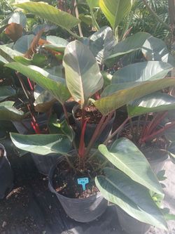Red & Green Congo plants 7gl $30