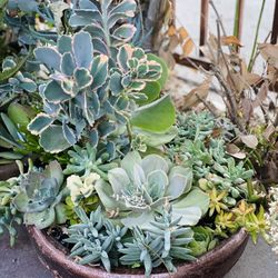 Succulent Bowl