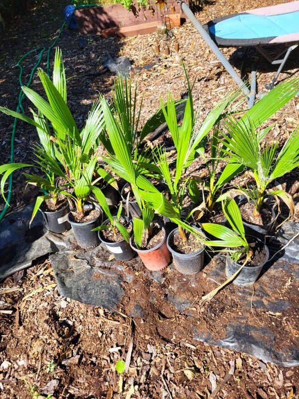 California Palm Trees