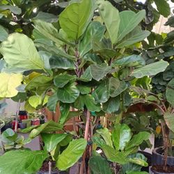 Ficus Lyrata Fiddle Fig Leaf Plants 🏡 15gl $110
