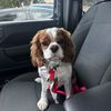Abby