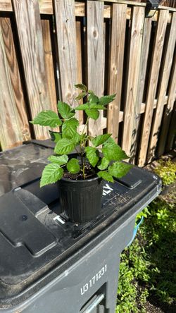 Blackberry plant