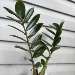 This ZZ plant $10