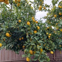 Lemons Fresh