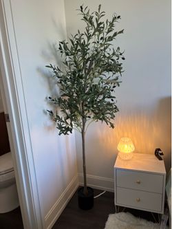 Olive tree