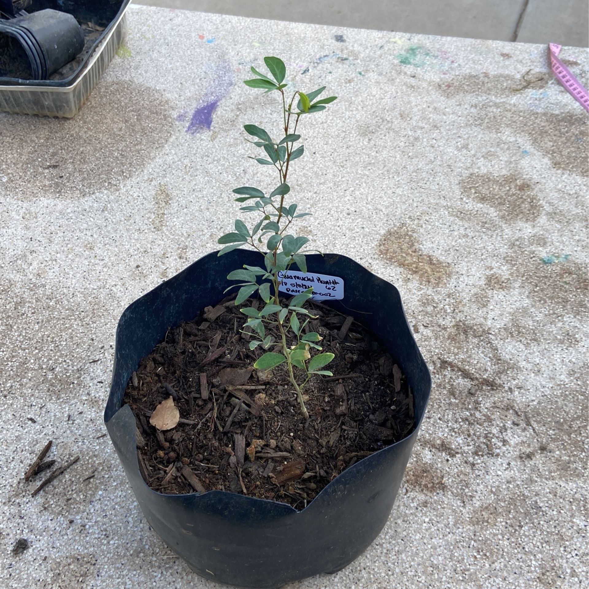 Guamuchil Fruit Tree, Origin Morelos 