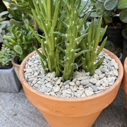 Cactuses
