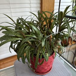 Indoor Plant