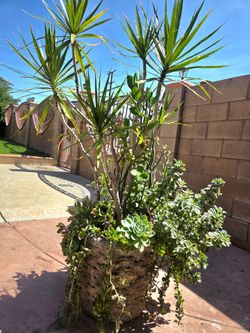 5 feet Palma with suculent Plants