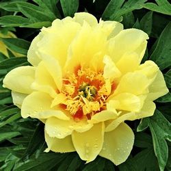 Yellow Peony 