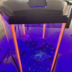 10 Gal Hexagon Fish Tank