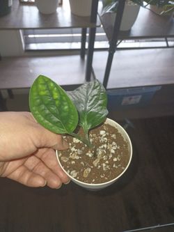 Vining Monstera Peru 4''
