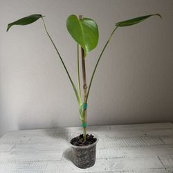 Monstera In 4” Pot