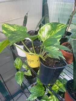Pothos Plant