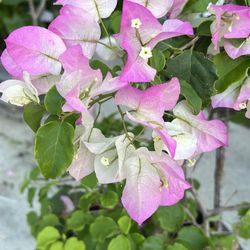 Very tall Bougainvillea plant overall height with pot 82”