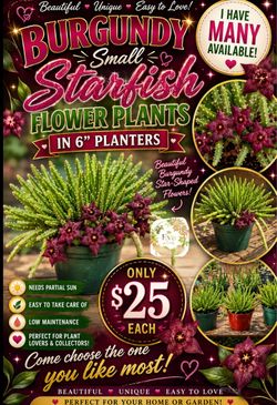 Burgundy small star fish flower plants
