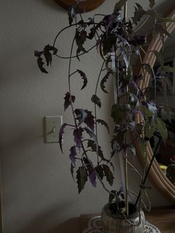 Plant Live $30