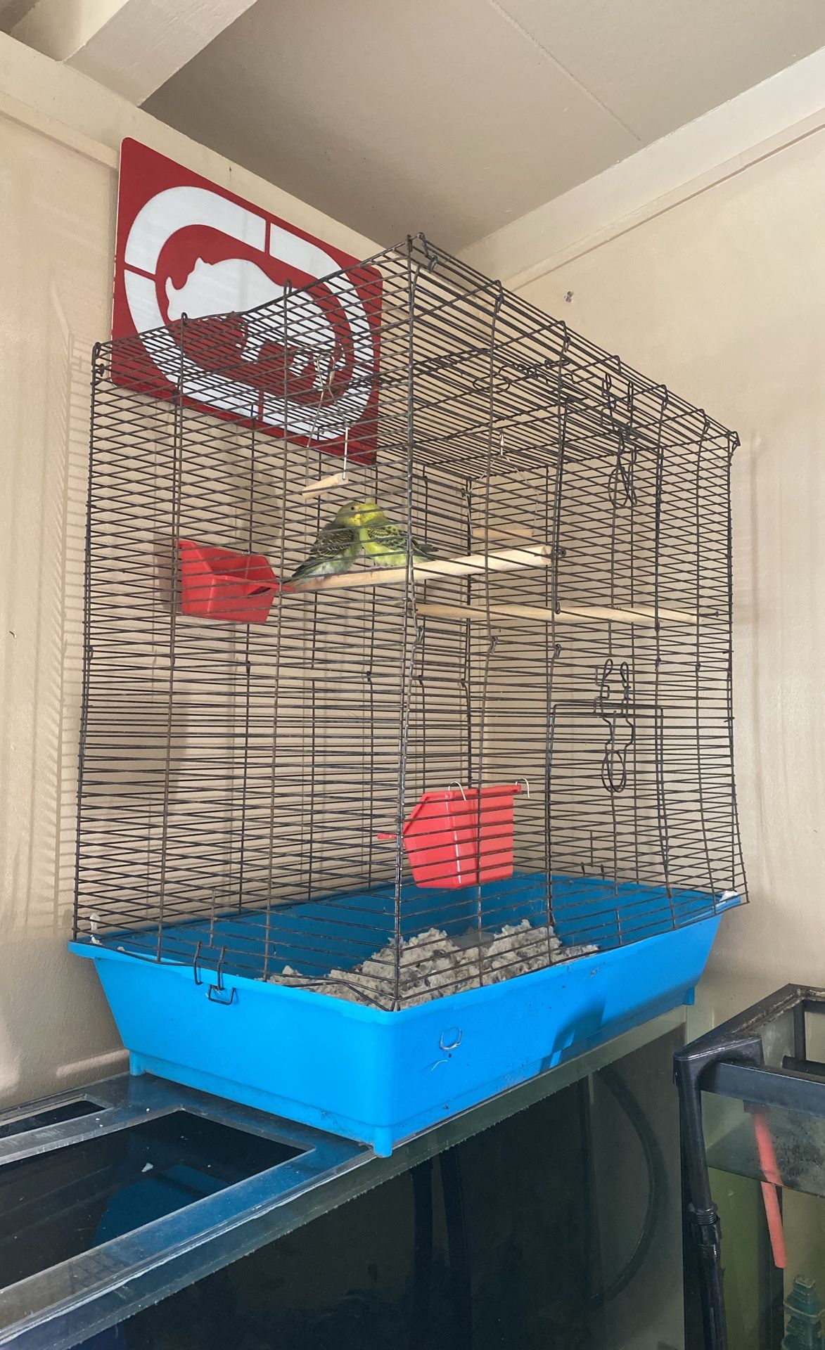 Jaula Pajaro, Bird Cage