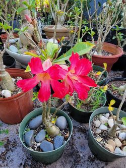 Desert Roses