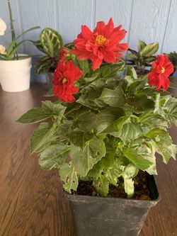 Outdoor Dahlias