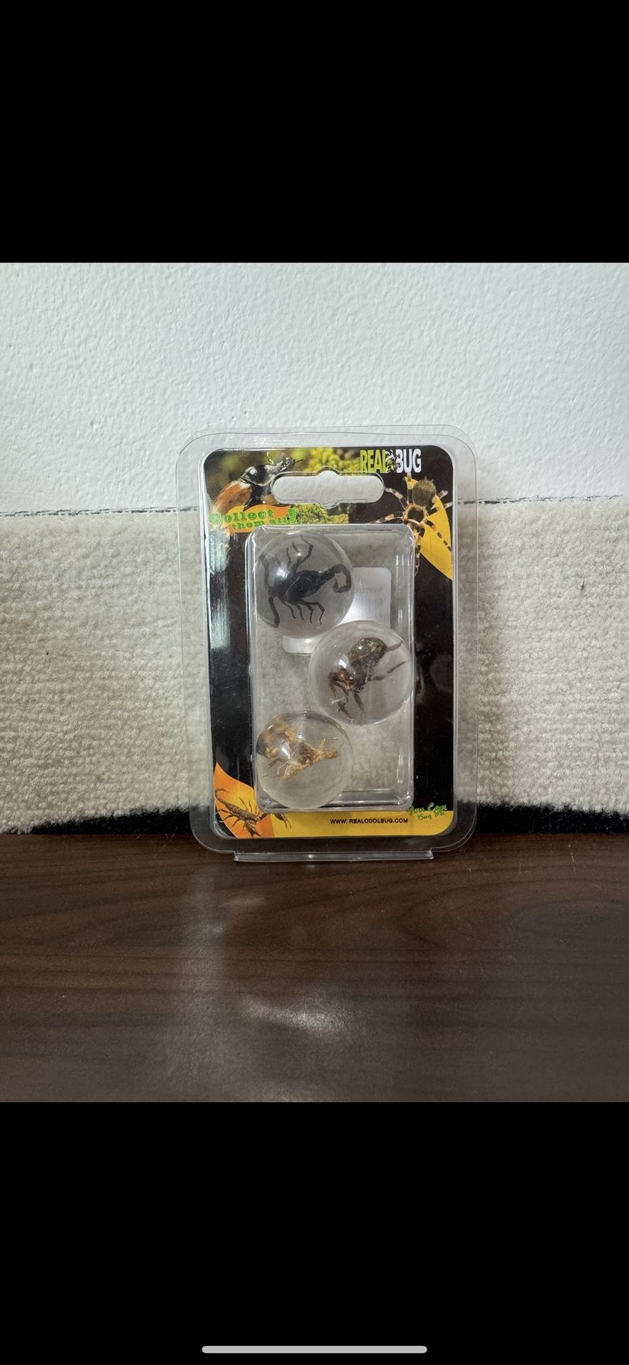 Spider And Scorpion Marbles Taxidermy